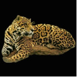 Jaguar Photo Sculpture photo sculptures