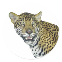 Jaguar Picture