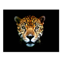 Jaguar Post Card