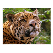 Jaguar Post Cards