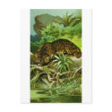 Jaguar postcards