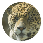 Jaguar stickers