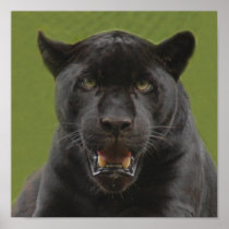 jaguarblack10x10