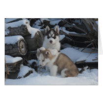 Jaida & Zayda hiding in the woodpile Cards