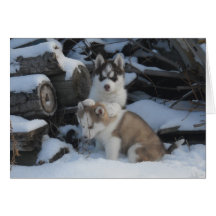 Jaida & Zayda hiding in the woodpile Cards