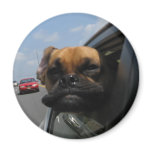 Jake the Puggle magnets