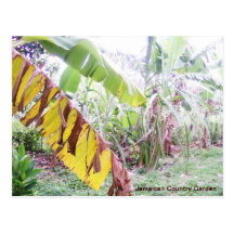 Jamaican Country Garden Postcard