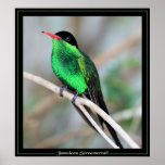 Jamaican Streamertail Print