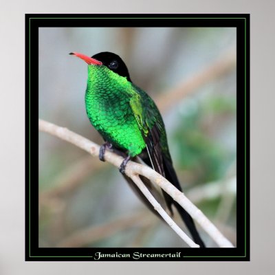 Jamaican Streamertail Print by craftworker