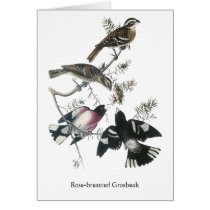 James Aubudon Rose-breasted Grosbeak