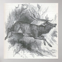 James Johonnot - Stag Posters