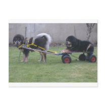 Jampo & Saffie postcards