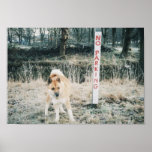 Japaneese Akita posters