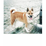 Japanese Akita t-shirts