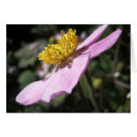 Japanese Anemone Greeting Cards