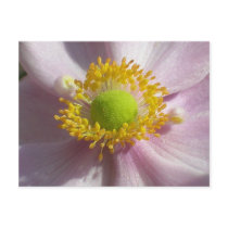 Japanese Anenome postcards