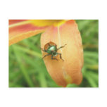 Japanese Beetle Postcard