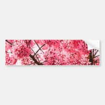 Japanese Cherry Blossom (2013) Bumper Stickers