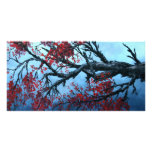 japanese cherry blossom flower tree  oriental art photo cards