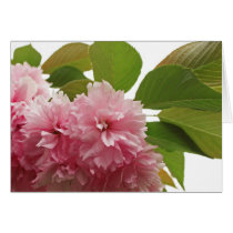 Japanese Cherry Greeting Cards