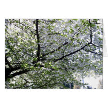 Japanese Cherry Tree Blank Card