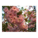 Japanese Flowering 2Cherry Post Cards