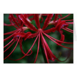 Japanese "Higanbana" (Red Spider Lily) cards