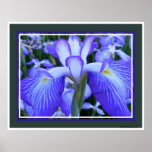 Japanese Iris Print