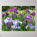 Japanese Iris posters