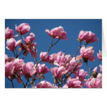 Japanese Magnolia Blooms Greeting Cards