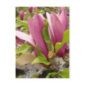 Japanese Magnolia Blooms postcards