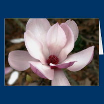 Japanese magnolia tree flowers cards