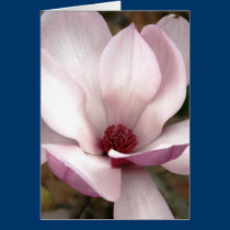 Japanese magnolia tree flowers cards