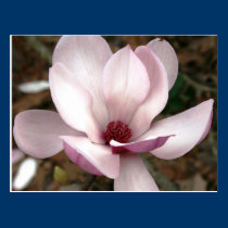 Japanese magnolia tree flowers postcards