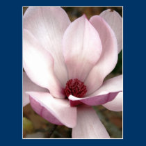 Japanese magnolia tree flowers postcards