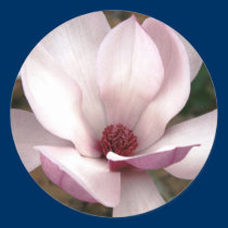 Japanese magnolia tree flowers stickers