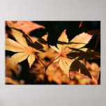 Japanese Maple (1) Print