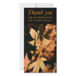 Japanese Maple (1) - Thank You photo cards