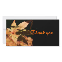 Japanese Maple (2) - Thank you