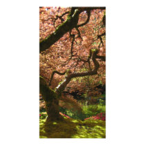 Japanese Maple Acer Palmatum Portland Garden