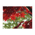 Japanese Maple postcards