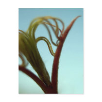 Japanese Maple Postcard