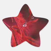 Japanese Maple with Raindrop Sticker