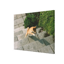 Japanese Midget Shiba 3 Gallery Wrap Canvas