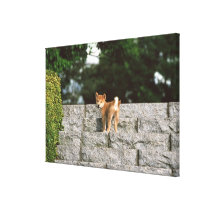 Japanese Midget Shiba 4 Stretched Canvas Print