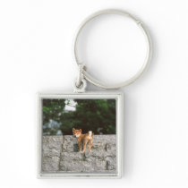 Japanese Midget Shiba 4 Key Chain