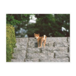 Japanese Midget Shiba 4 Postcards