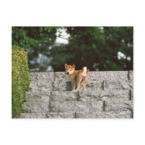 Japanese Midget Shiba 4 Postcards