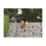 Japanese Midget Shiba 4 Postcards