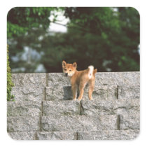 Japanese Midget Shiba 4 Sticker